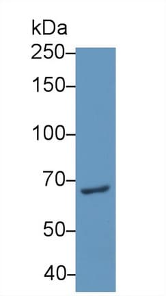 PES1 Antibody (aa1-415)