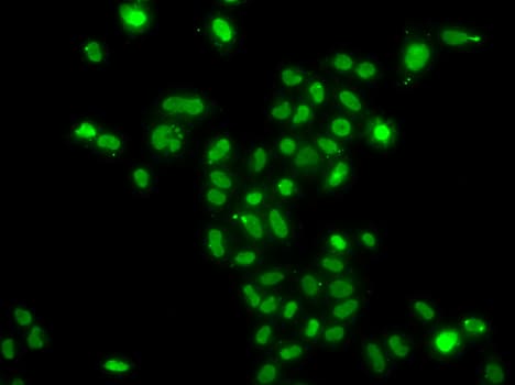 Polyclonal Rabbit anti-Human MORF4L2 / MRGX Antibody (IF, WB)