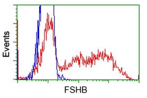 FSHB / FSH Beta Antibody (clone OTI2A6)