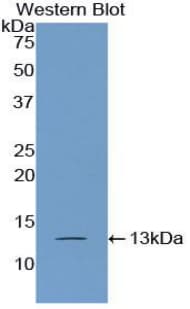 PABPC1L Antibody (aa514-612, Biotin)