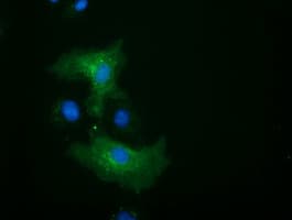 Monoclonal Mouse anti-Human ALDH1L1 Antibody (clone OTI5G8, IF, WB)