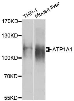 ATP1A1 Antibody