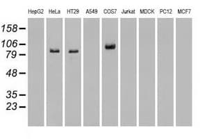 BRAF / B-Raf Antibody (clone OTI5A9)