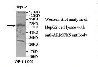 Polyclonal Rabbit anti-Human ARMCX5 Antibody (aa338-512, IHC, WB)