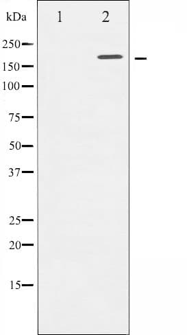 EGFR Antibody (phospho-Thr693)