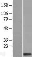 DEXI Protein (Over-Expression Lysate Myc-DDK (Flag))
