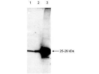 Polyclonal Rabbit anti-Human DIABLO / SMAC Antibody (WB)