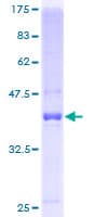 Human MYDGF / SF20 Protein (Recombinant GST)