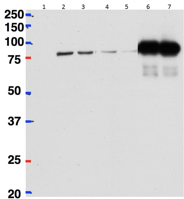 IHC-plus™ CSTF2 / CstF-64 Antibody (aa309-320)