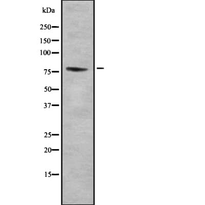 PROX1 Antibody