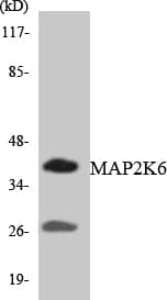 MAP2K6 / MEK6 / MKK6 Antibody (aa3-52)