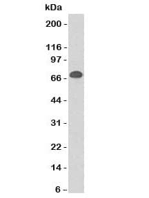 CD86 Antibody (clone CDLA86)