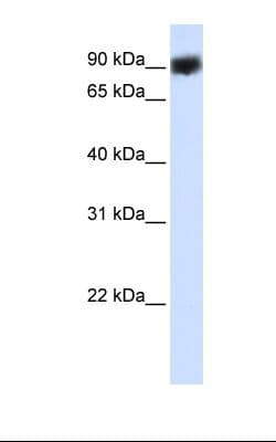 HSP90B1 / GP96 / GRP94 Antibody (C-Terminus)