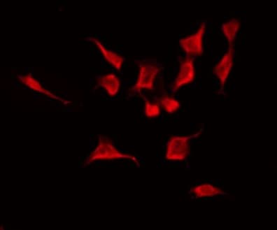 RABL2A Antibody