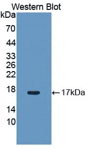 Nor-1 / NR4A3 Antibody (aa29-145, HRP)