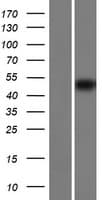 CLEC18B Protein (Over-Expression Lysate Myc-DDK (Flag))