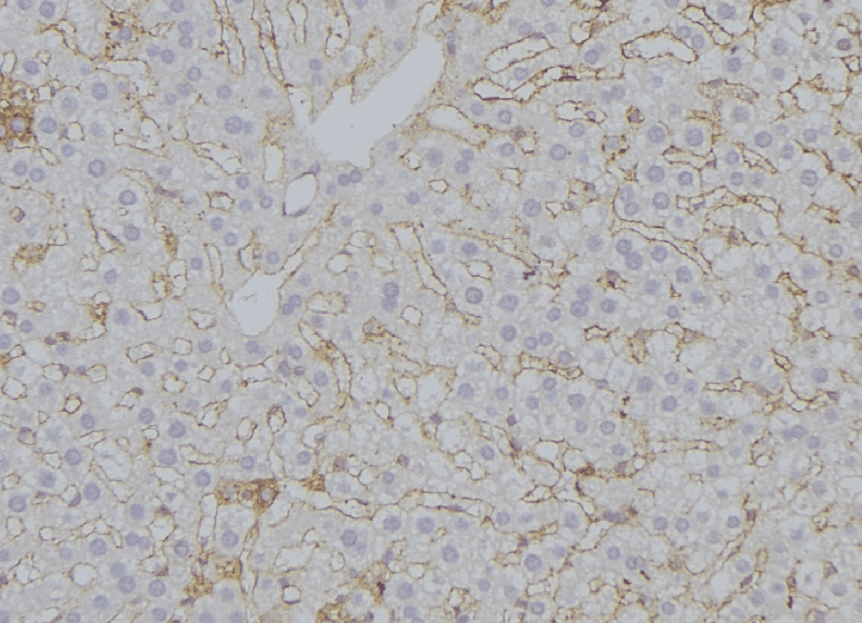 SUCLA2 Antibody
