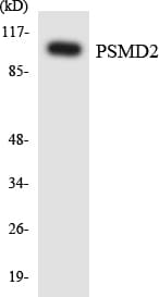 PSMD2 Antibody (aa587-636)