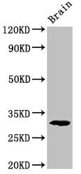 Polyclonal Rabbit anti-Mouse PDXP / Pyridoxal Phosphatase Antibody (WB)