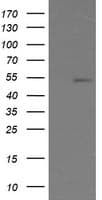 ERG Antibody (clone OTI5F12, Carrier-free)