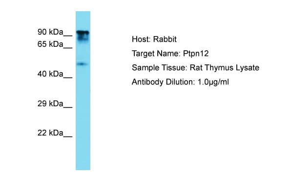 Polyclonal Rabbit anti-Rat PTP-PEST / PTPN12 Antibody (aa591-640, WB)