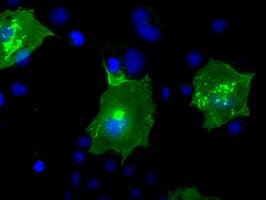 BTN3A2 Antibody (clone 1A6, Carrier-free)