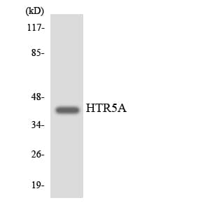 HTR5A / 5-HT5A Receptor Antibody (aa35-84)