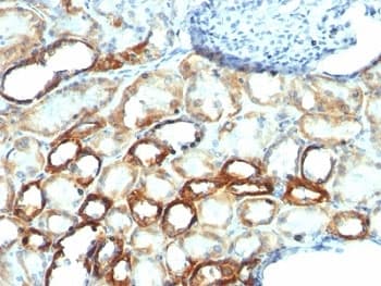 Mitochondria Antibody (clone AE-1)