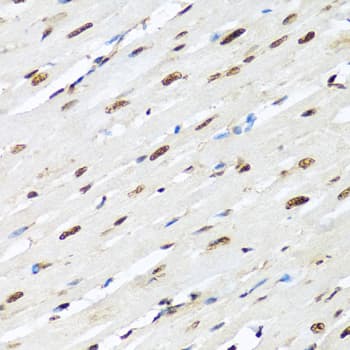 HNRNPR / hnRNP R Antibody