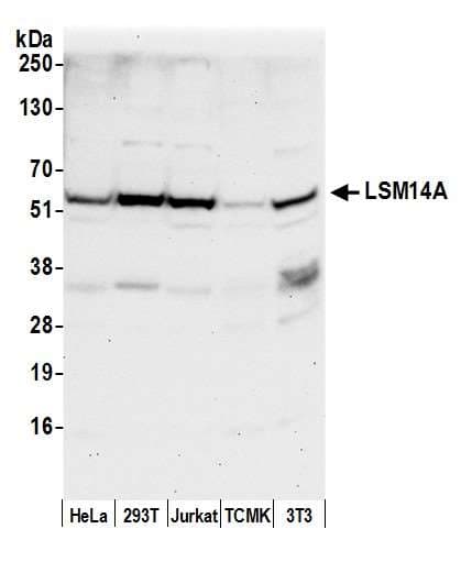 Polyclonal Rabbit anti-Human LSM14A Antibody (aa325-375, WB)