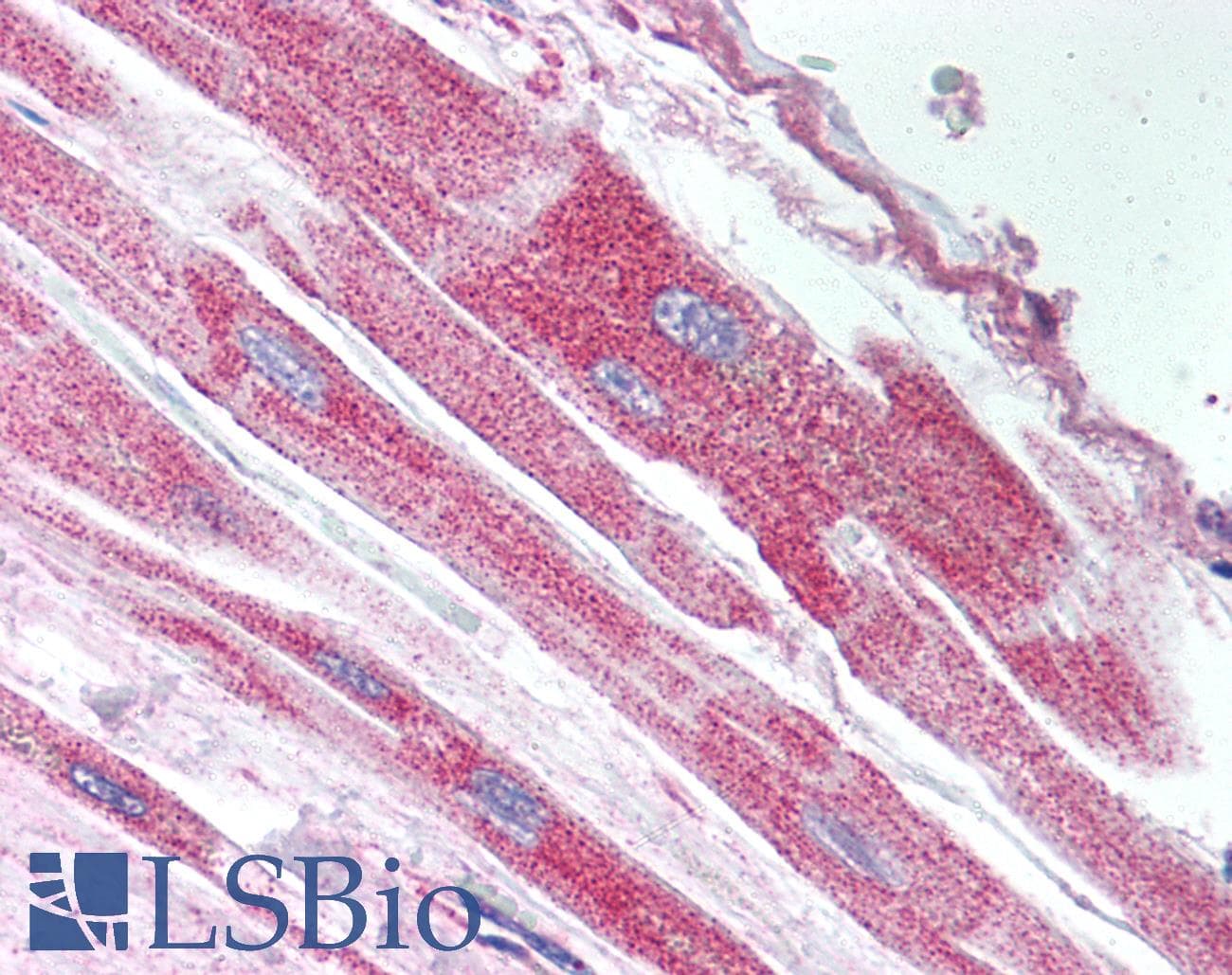 IHC-plus™ Polyclonal Rabbit anti-Human UBP43 / USP18 Antibody (IHC, WB)
