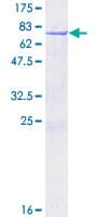 Human NUCKS1 Protein (Recombinant GST)