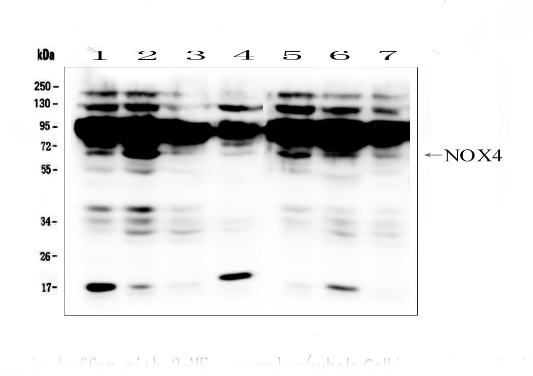 NOX4 Antibody (aa561-578)