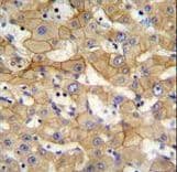 SPACA5 Antibody (aa40-69)
