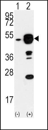 EIF4A1 Antibody (aa1-30)