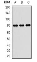 TAP2 Antibody