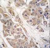 CTDSP2 Antibody (aa12-42)