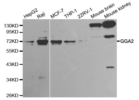 GGA2 Antibody