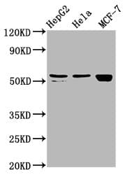 DHCR7 Antibody