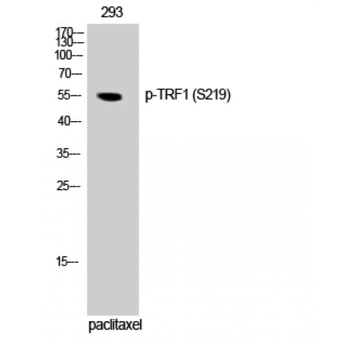 TRF1 / TERF1 Antibody (160-240 aa)