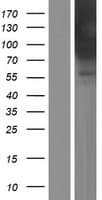 AMPH / Amphiphysin Protein (Over-Expression Lysate Myc-DDK (Flag))