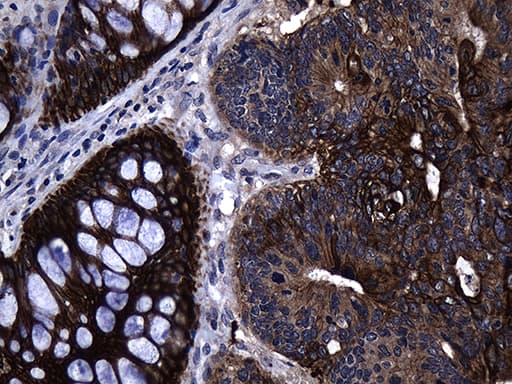 GTPCH1 / GCH1 Antibody (clone OTI3C9)