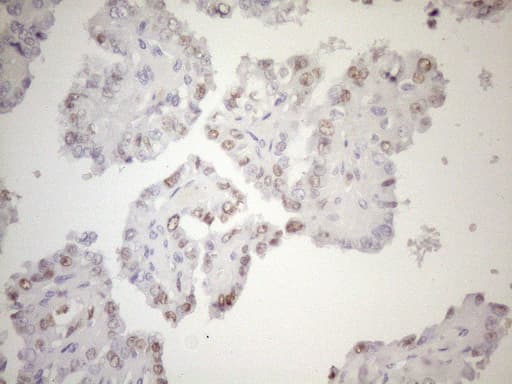 FOS / c-FOS Antibody (clone UMAB221, Carrier-free)