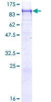 Human CNTN4 Protein (Recombinant GST)