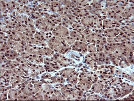 RAPGEF1 Antibody (clone OTI2C3, Carrier-free)