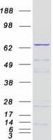 Human RPN1 / Ribophorin I Protein (Recombinant Myc-DDK (Flag))