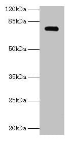 IHC-plus™ Polyclonal Rabbit anti-Human MON1A / SAND1 Antibody (aa205-555, IHC, WB)