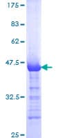 Human LTBP2 Protein (Recombinant GST, N-terminus)