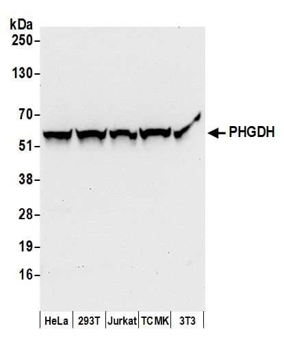 PHGDH Antibody (aa1-50)