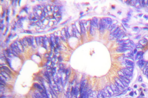 c-CBL Antibody (Ser668)